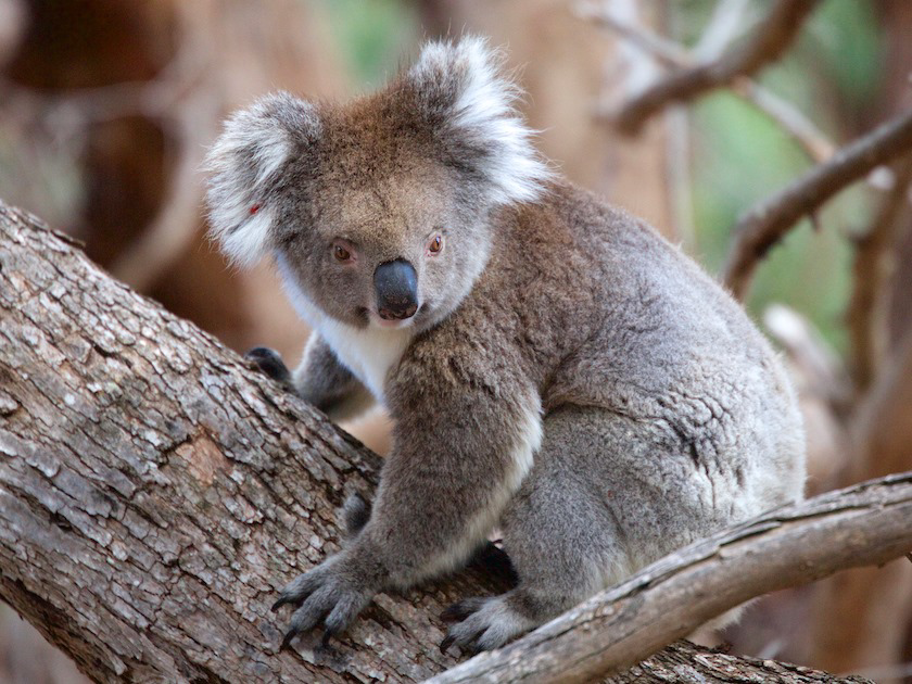 Australian Wildfire Recovery: Let's Keep The Support Coming