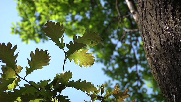 6 Fast Growing Trees That Will Slash Your Summer Cooling Bill