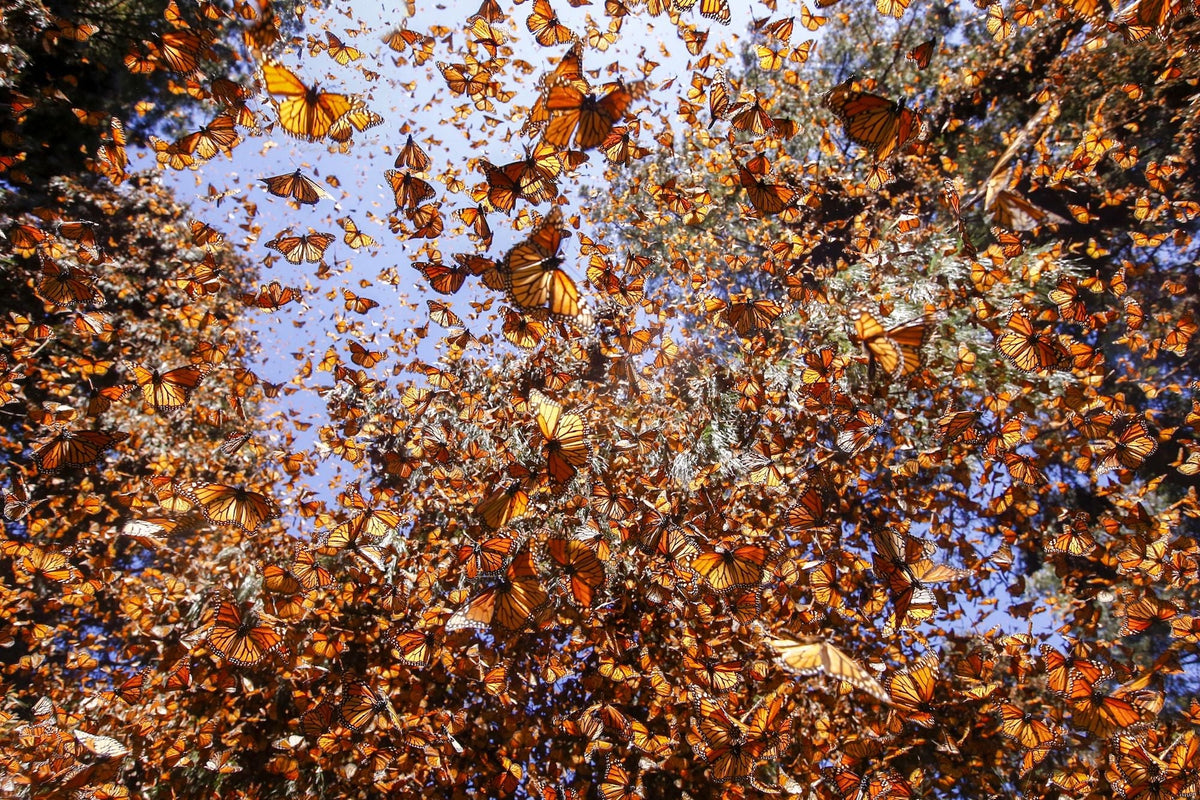 Celebrating World Wildlife Day: What We’re Up To At tentree