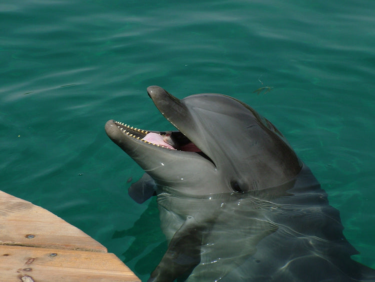 Canadian Senate Votes To Ban Keeping Whales, Dolphins In Captivity